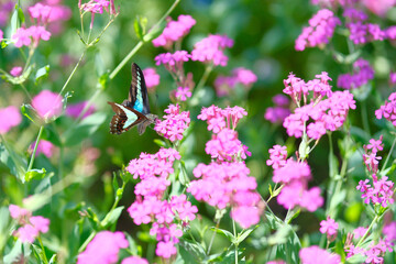 初夏の花々とアオスジアゲハ