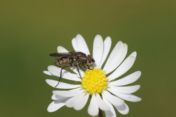 Close up female Leucophora, family Root-Maggot Flies (Anthomyiidae). On a flower of common daisy Bellis perennis, family Asteraceae. Spring, May 