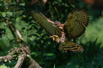 A crested goshawk Accipiter trivirgatus prepare to land on a tree branch with natural background 