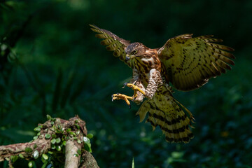A crested goshawk Accipiter trivirgatus prepare to land on a tree branch with natural background 