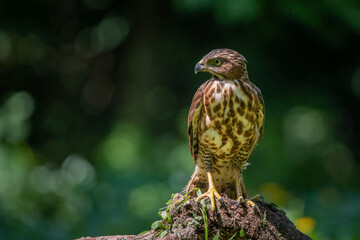 A crested goshawk Accipiter trivirgatus native to tropical asia resting on a branch with natural background 