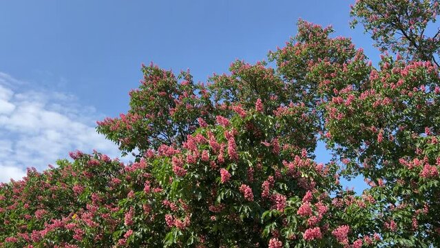 Pink blossom red horse chestnut tree on blue sky. Aesculus carnea or Red Horsechestnut in the park.