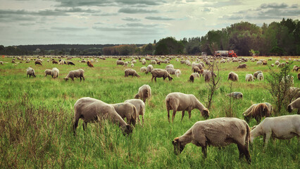 Schaf Herde