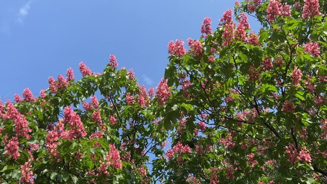 Pink blossom red horse chestnut tree on blue sky. Aesculus carnea or Red Horsechestnut.