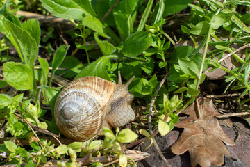 Snail crawling on green grass