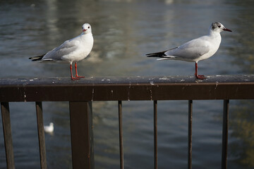 Seagull resting at the handrill