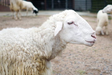 Close up of the sheep lamb at sheep farm