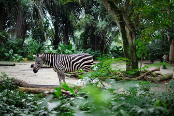 Fototapeta na wymiar Zebra is resting in the zoo