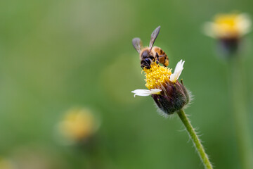 Close up of the bee taking honey from the yellow flower