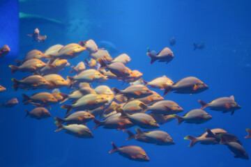 Fototapeta na wymiar Blurry bunch of Porgy fish swim in the aquarium