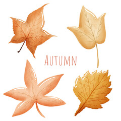 Autumn leaves or fall vector icons isolated set