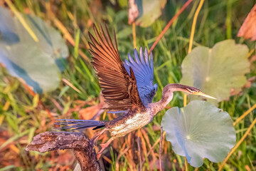 Female Australasian Darter (Anhinga novaehollandiae) sitting in the sun drying her wings in Northern Territory, Australia