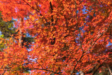 日本の紅葉
