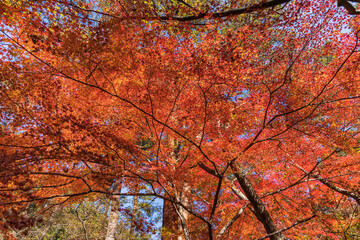 日本の紅葉