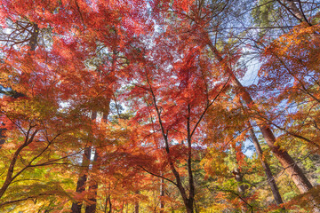 日本の紅葉