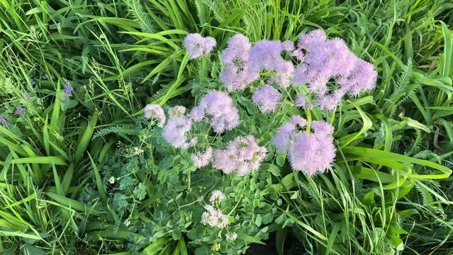 Meadow rue pink flowers in the green grass.