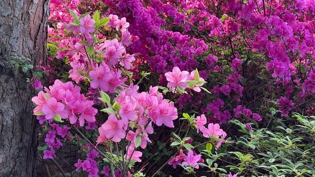 Pink purple flowers rhododendron bush in garden.