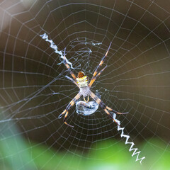  St Andrew's Cross Spider. Scientific name: Argiope keyserlingi