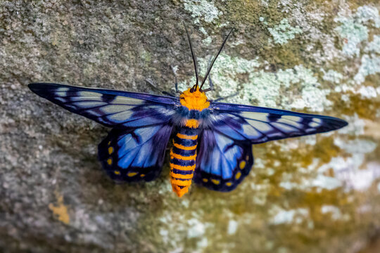 Dysphania numana or Peacock Jewel moth sitting on a rock in the Northern Territory, Australia