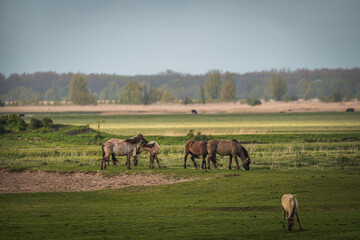 Herd of Konik horses in sunlight. Wild horses in Oostvaardersplassen nature reserve Flevoland in Netherlands