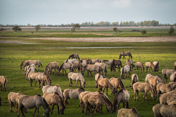 Herd of Konik horses in sunlight. Wild horses in Oostvaardersplassen nature reserve Flevoland in Netherlands
