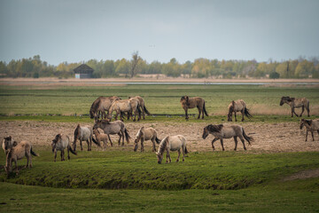 Naklejka na ściany i meble Herd of Konik horses in sunlight. Wild horses in Oostvaardersplassen nature reserve Flevoland in Netherlands