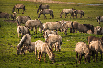 Herd of Konik horses in sunlight. Wild horses in Oostvaardersplassen nature reserve Flevoland in Netherlands © Thilo Wagner