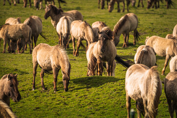 Naklejka na ściany i meble Herd of Konik horses in sunlight. Wild horses in Oostvaardersplassen nature reserve Flevoland in Netherlands