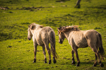 Obraz premium Herd of Konik horses in sunlight. Wild horses in Oostvaardersplassen nature reserve Flevoland in Netherlands