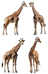 Fototapeta premium illustrated images of full giraffes on a transparent background, Generative AI