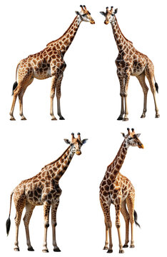 illustrated images of full giraffes on a transparent background, Generative AI