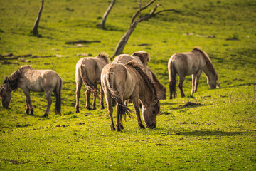 Herd of Konik horses in sunlight. Wild horses in Oostvaardersplassen nature reserve Flevoland in Netherlands © Thilo Wagner