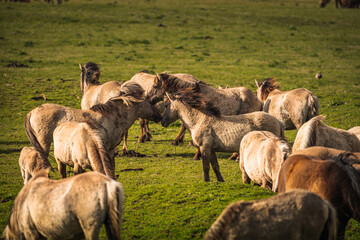 Herd of Konik horses in sunlight. Wild horses in Oostvaardersplassen nature reserve Flevoland in Netherlands