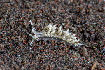 Sea slug - Trinchesia sp. on the seabed. Underwater macro life of Tulamben, Bali, Indonesia.