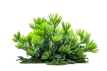 Photo sur Plexiglas Photographie macro green Aquatic Mosses  isolated on transparent background. Generative Ai.