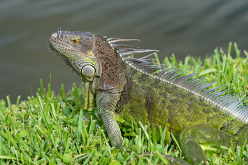 iguana lizard outdoor. iguana lizard outside. iguana lizard in nature. photo of iguana lizard