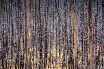 Dead trees without leaves inside hot zone of Yellowstone national park, Wyoming, USA.