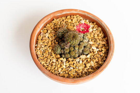 High angle view of a rebutia flowering cactus on isolated white background