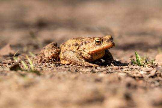 Close-up of a common toad or European toad (bufo bufo), a frog found throughout most of Europe, camouflaged on a forest path in spring at the time of toad migration, Weserbergland, Germany