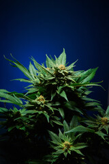 Healthy Cannabis Marijuana Medicinal Plants in Studio