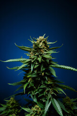 Healthy Cannabis Marijuana Medicinal Plants in Studio