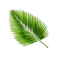 Green leaf of palm tree on transparent background
