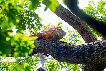 iguana lizard on the tree. iguana lizard in nature. photo of iguana lizard reptile. iguana lizard