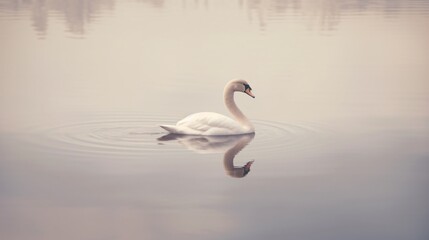 Fototapeta premium Swan swiming in a lake. Generative ai.