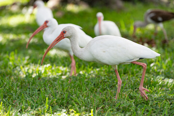 cute ibis bird in nature. photo of ibis bird outdoor. ibis bird. ibis bird in wildlife