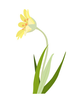 Yellow lily flower with orange stamens and green leaves on a long stem, close-up, isolated, on a transparent and white background. Icon, element for design decoration. Vector illustration, image.
