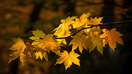 Fototapeta na wymiar Maple Leaves 