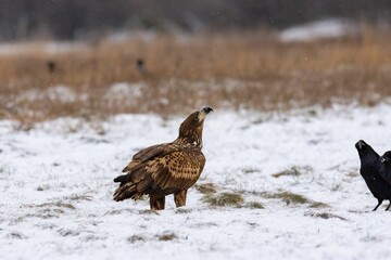 Close-up of the white-tailed eagle (Haliaeetus albicilla) - large brown-white eagle on snow in winter