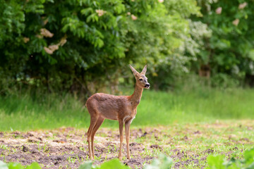 The roe deer (Capreolus capreolus) on a meadow