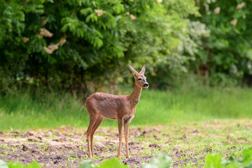Naklejka na ściany i meble The roe deer (Capreolus capreolus) on a meadow